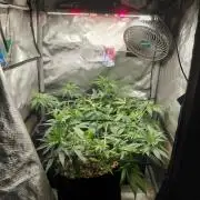 RoadSide Haze- Dirty Bird Genetics