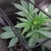 Iced Latte Autoflower