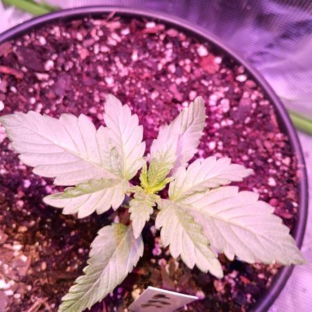 Ice Cream Cake-Barney Farms