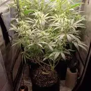 RoadSide Haze- Dirty Bird Genetics