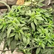 Sour G R1