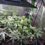 RoadSide Haze- Dirty Bird Genetics