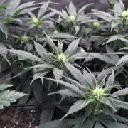 Sour G R1