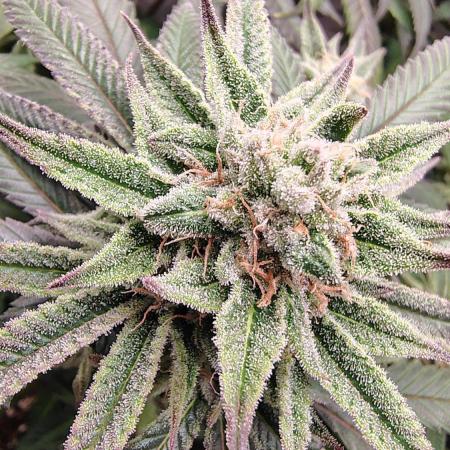 Sour G R1