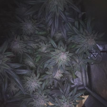 Sour G R1