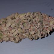 Sour G R1