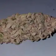 Sour G R1