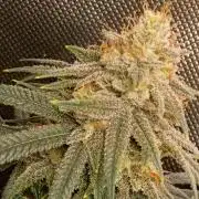 RoadSide Haze- Dirty Bird Genetics