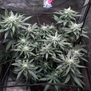 Sour G R1