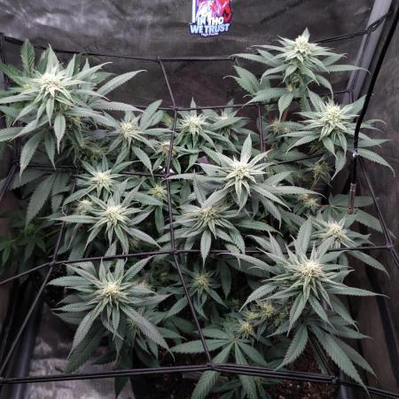 Sour G R1