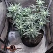 Sour G R1