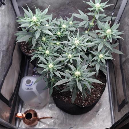 Sour G R1