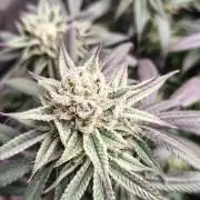 Sour G R1