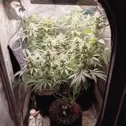RoadSide Haze- Dirty Bird Genetics