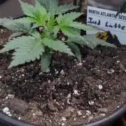 Iced Latte Autoflower