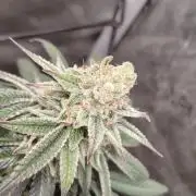Sour G R1
