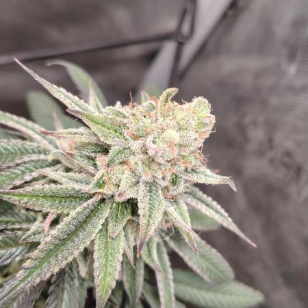 Sour G R1