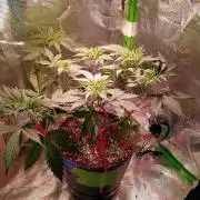 Ice Cream Cake-Barney Farms
