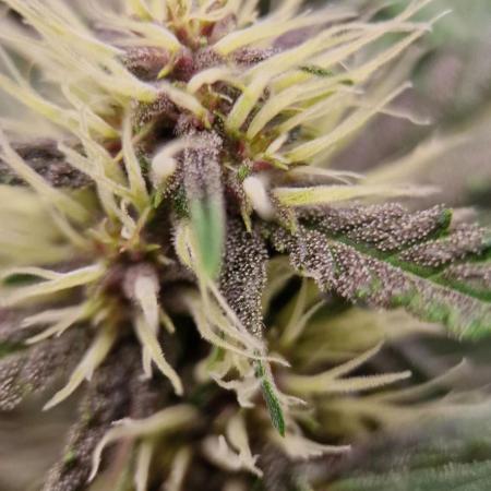 Banana Frost Auto