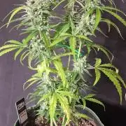 Fastbuds banana Guava Auto