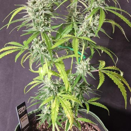 Fastbuds banana Guava Auto