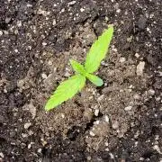 Fastbuds banana Guava Auto