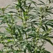 German Beldia Heirloom