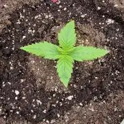 Banana cream cake xl