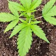 Fastbuds banana Guava Auto