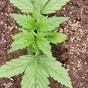 Banana cream cake xl