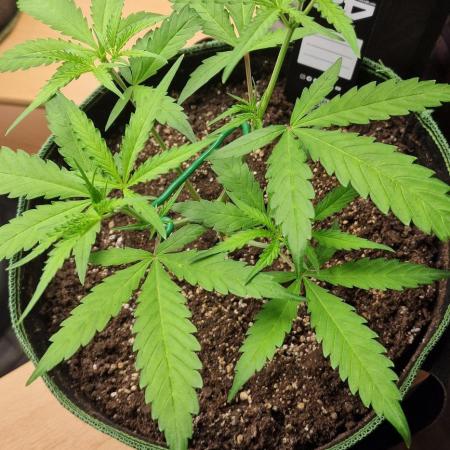 Fastbuds banana Guava Auto