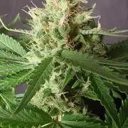 Banana cream cake xl