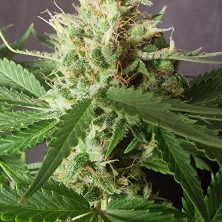 Banana cream cake xl
