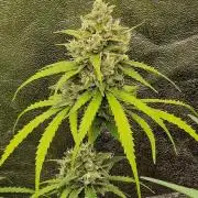 Fastbuds banana Guava Auto