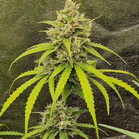 Fastbuds banana Guava Auto