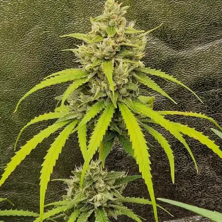 Fastbuds banana Guava Auto