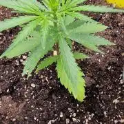 German Beldia Heirloom