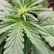 Banana cream cake xl