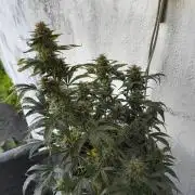 Budget Grow, First Grow