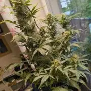 Budget Grow, First Grow