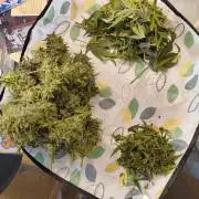 Budget Grow, First Grow