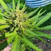 Mix Pack Auto RF3 ( 1 Reverse to male)
