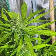 Mix Pack Auto RF3 ( 1 Reverse to male)