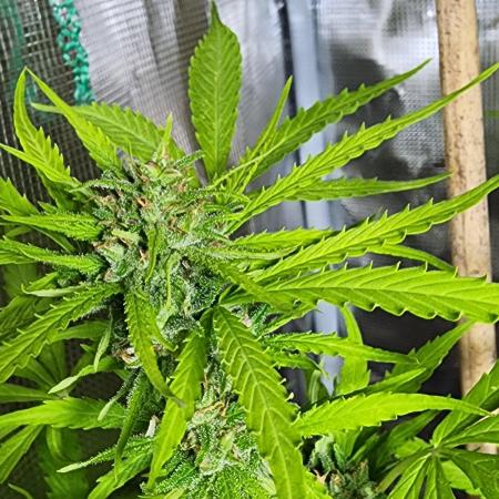Mix Pack Auto RF3 ( 1 Reverse to male)