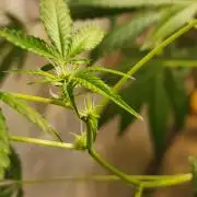 Snoop's punch