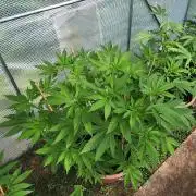 Snoop's punch