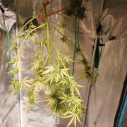 Mix Pack Auto RF3 ( 1 Reverse to male)