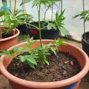 Snoop's punch