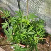 Snoop's punch