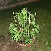 Mix Pack Auto RF3
